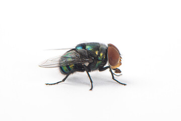a green fly isolated on white background