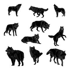wolves set hand drawing vector illustration isolated on background.