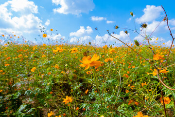 field of flowers