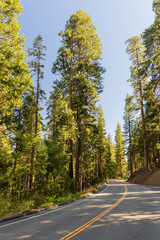 Asphalt road through forest