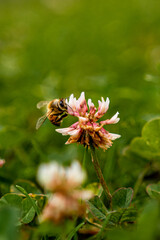 Una abeja en una flor 5