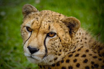 cheetah in the grass