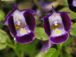 Tokyo,Japan - October 19, 2022: bluewings or wishbone flower or Torenia fournieri in the rain
