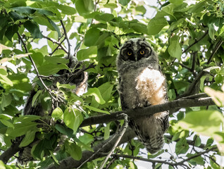 owl