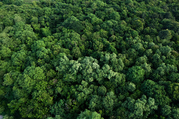 aerial view of dark green forest Abundant natural ecosystems of rainforest. Concept of nature  forest preservation and reforestation.