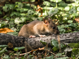 squirrel in the forest