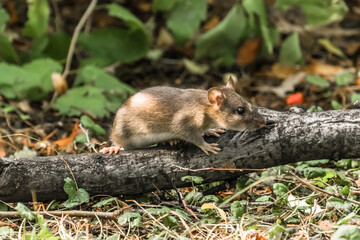 squirrel in the forest