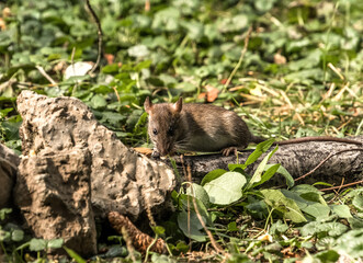 wild boar in the forest