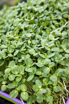 Tray of micro green sprouts