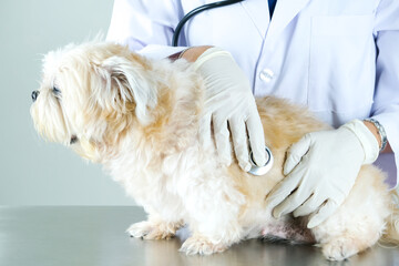 A veterinarian checks the dog's health with a stethoscope.