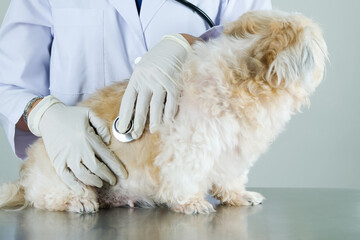 A veterinarian checks the dog's health with a stethoscope.