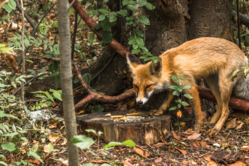 red fox cub