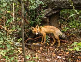 red fox cub