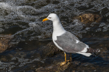 black headed gull