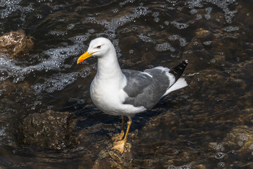 seagull on the beach