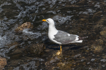 black headed gull