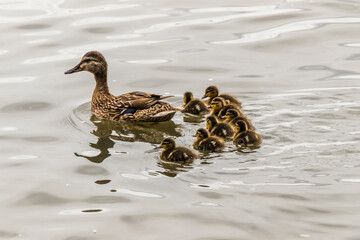 duck and ducklings