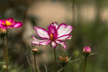 Obraz premium pink cosmos flower