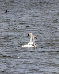 swan on the lake