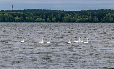 swans on the lake