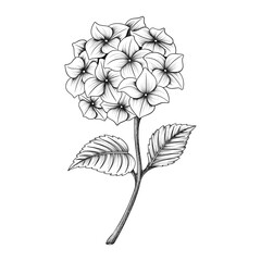 Hand drawn line art hydrangea flowers stem illustration isolated on white background
