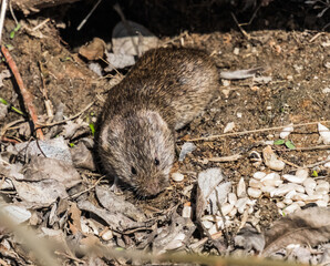 hedgehog in the forest