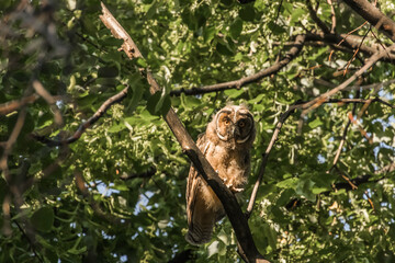 owl in tree