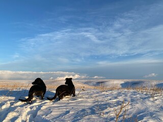Puppies snowy prairie walk