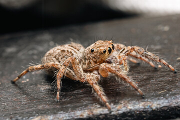 Jumping spider on pink flowers in the garden. Hyus spider on flowers with green background.
