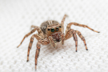 Jumping spider on pink flowers in the garden. Hyus spider on flowers with green background.