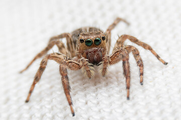 Jumping spider on pink flowers in the garden. Hyus spider on flowers with green background.