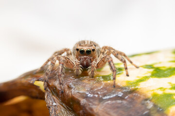 Jumping spider on pink flowers in the garden. Hyus spider on flowers with green background.