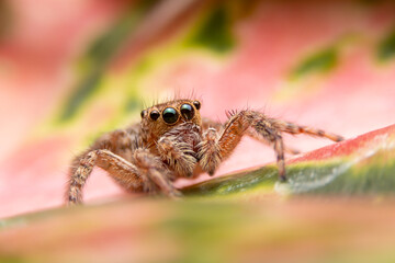 Jumping spider on pink flowers in the garden. Hyus spider on flowers with green background.