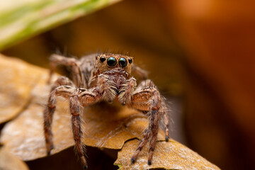 Jumping spider on pink flowers in the garden. Hyus spider on flowers with green background.