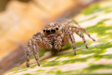 Jumping spider on pink flowers in the garden. Hyus spider on flowers with green background.