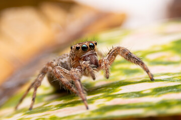 Jumping spider on pink flowers in the garden. Hyus spider on flowers with green background.