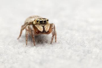 Jumping spider on pink flowers in the garden. Hyus spider on flowers with green background.