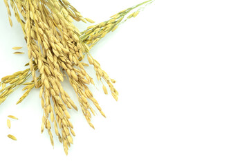 paddy rice isolated on white background, Ears of Jasmine rice with copy space, paddy seeds.