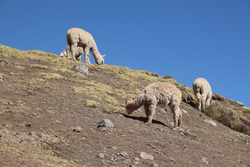 a herd of alpaca standing on a rocky hill