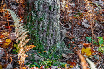 autumn leaves on a tree chipmunk