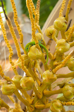 Gold Dust Day Gecko