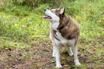 Husky dog with white-brown color and blue eyes for a walk in a flattering area. I saw a squirrel in a tree.