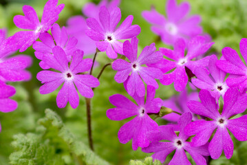 Fototapeta na wymiar A low herbaceous plant in the garden powdery lilac primrose.