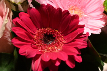 Beautiful purple flowers macro - wonderful colors