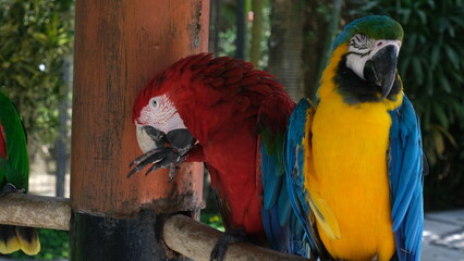 blue and yellow macaw