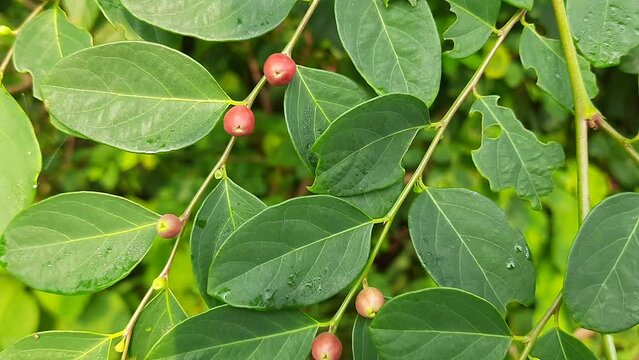 Breynia berry in the plant. This plant found in Indian forest. A beautiful wild red fruit. The fruit of this plant is used an ingredient in medicine to cure skin diseases.
