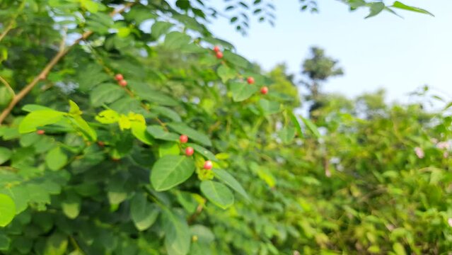 Breynia berry in the plant. This plant found in Indian forest. A beautiful wild red fruit. The fruit of this plant is used an ingredient in medicine to cure skin diseases.
