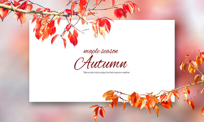autumn leaves season