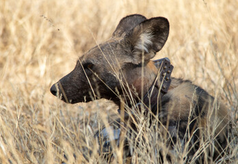 African wild dog with a tracking collar on rests in long grass