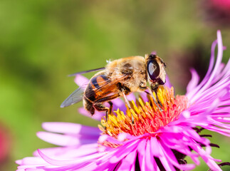 Worker bee on pink aster flowers in autumn garden